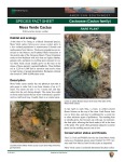 Sclerocactus mesaeverdae Mesa Verde Cactus